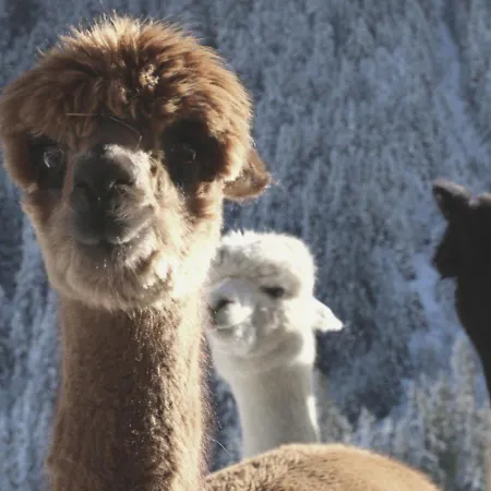Viersterne * Neustift im Stubaital
