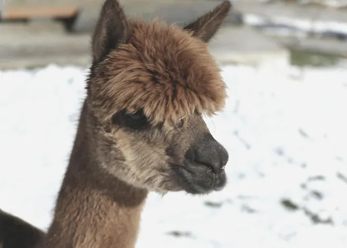 Apartment Viersterne