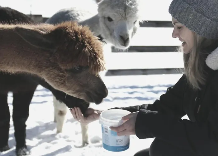 Apartment Viersterne
