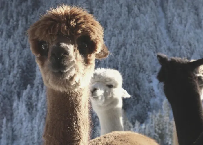 Viersterne * Neustift im Stubaital